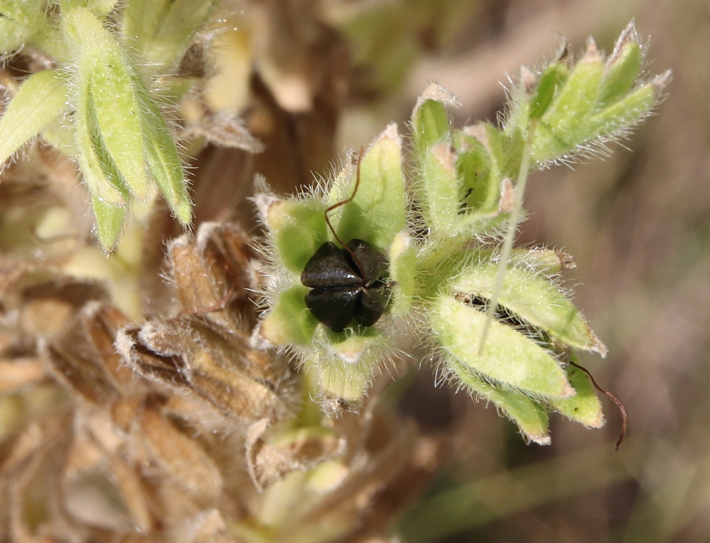 Изображение особи Onosma transrhymnensis.