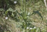 Dipsacus laciniatus. Часть побега с листьями и основаниями пазушных побегов. Крым, Бахчисарайский р-н, окр. с. Речное, пустырь (луг) между двумя садами. 10.07.2020.