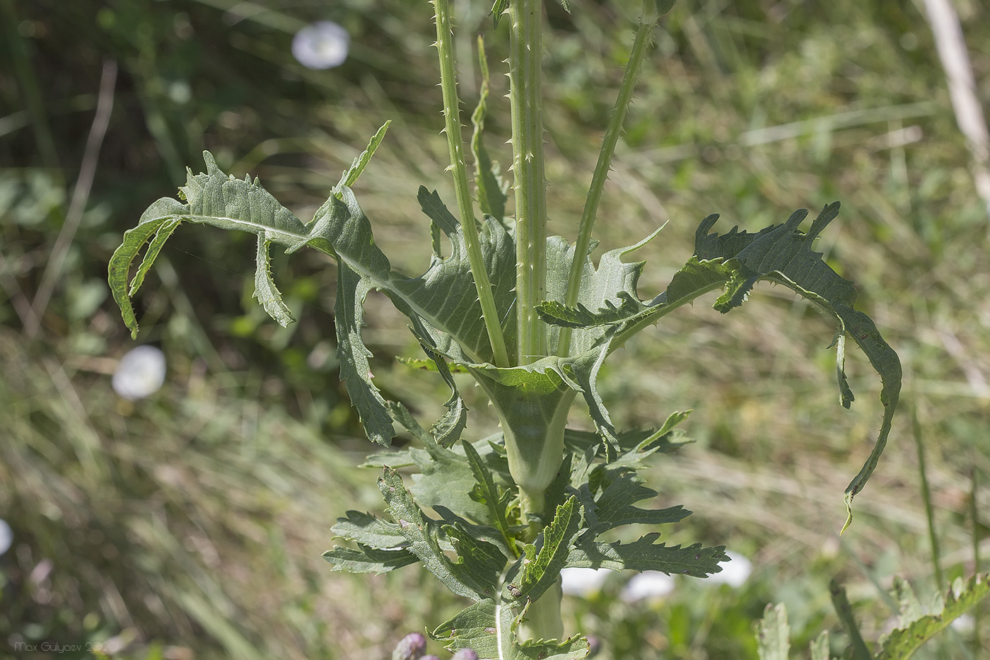 Изображение особи Dipsacus laciniatus.