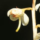 Pyrola dahurica