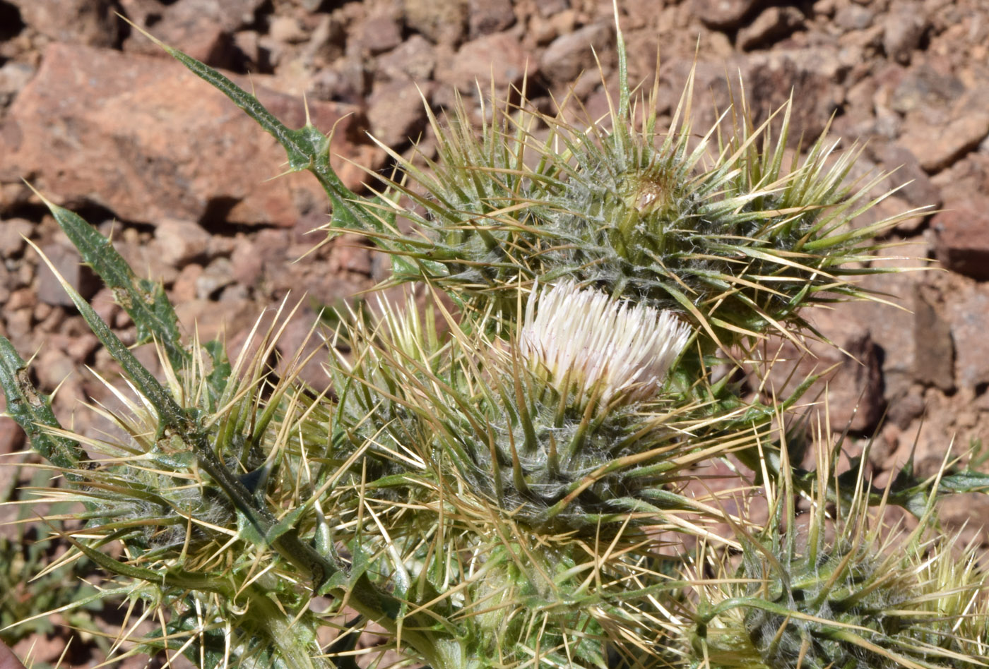 Image of Cirsium semenowii specimen.