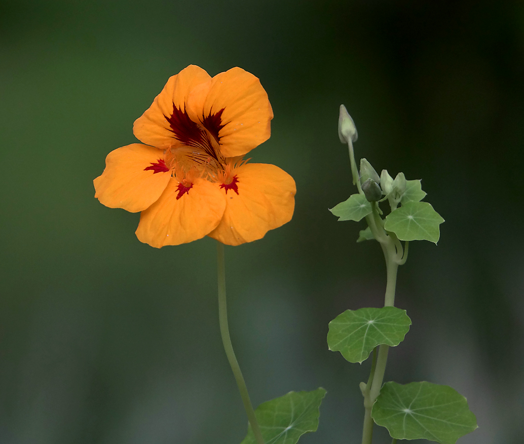 Изображение особи Tropaeolum majus.