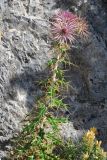 Ptilostemon hispanicus