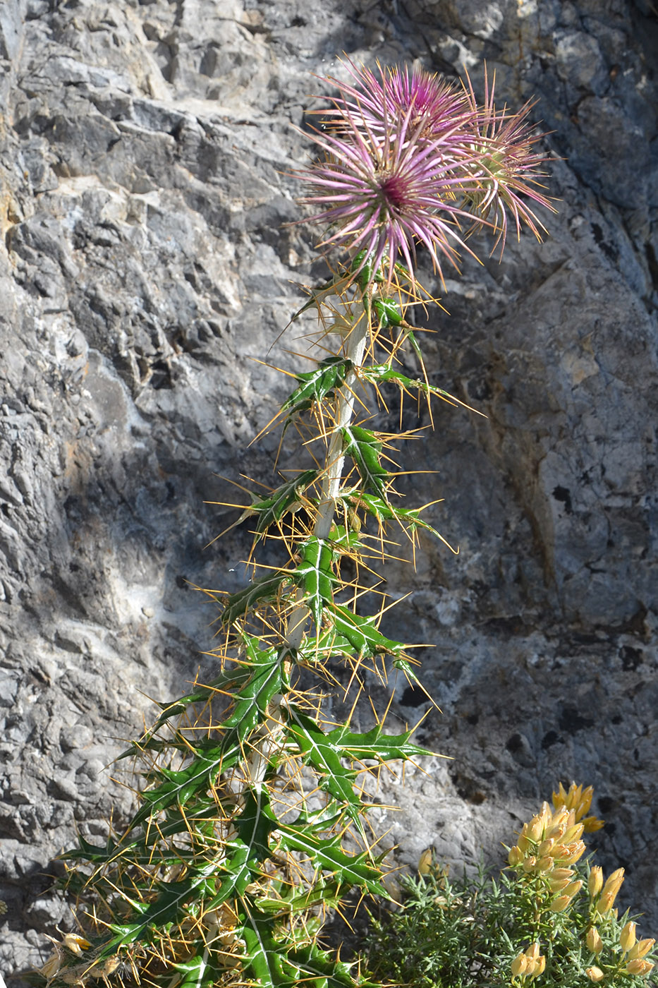 Изображение особи Ptilostemon hispanicus.