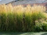 Calamagrostis &times; acutiflora