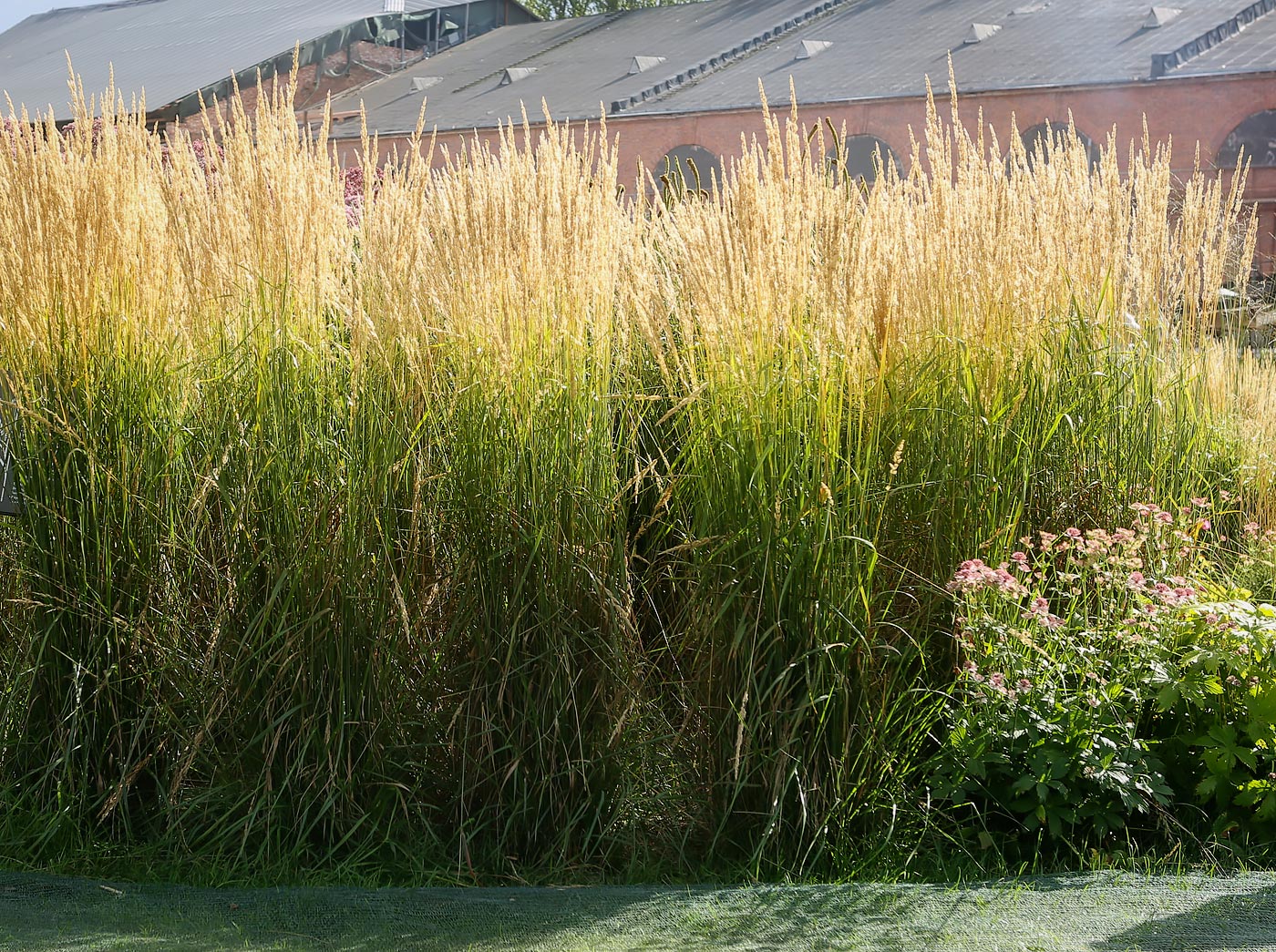 Изображение особи Calamagrostis &times; acutiflora.