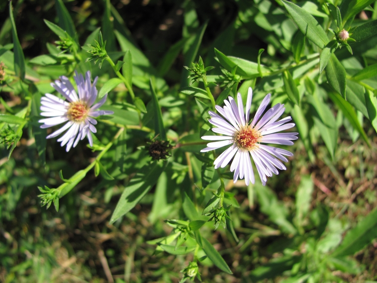 Изображение особи Symphyotrichum novi-belgii.