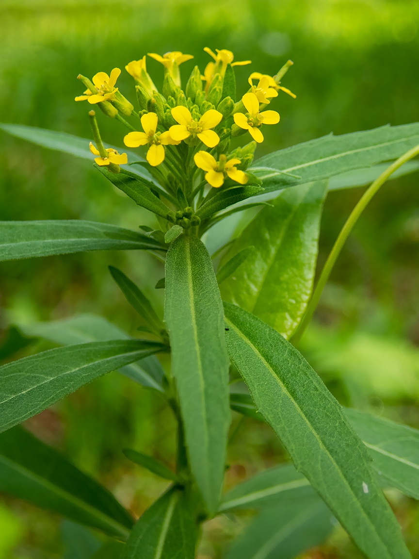 Image of Erysimum cheiranthoides specimen.