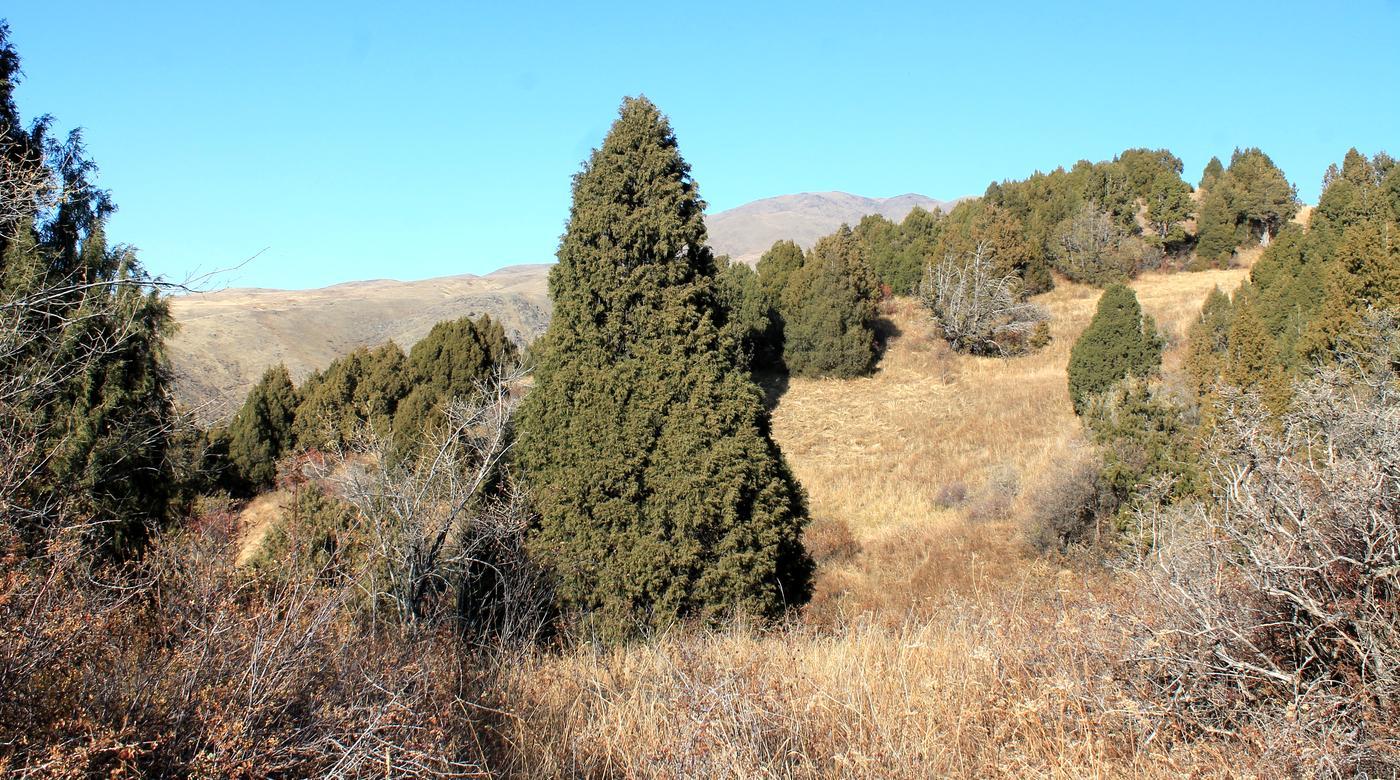 Изображение особи Juniperus semiglobosa.