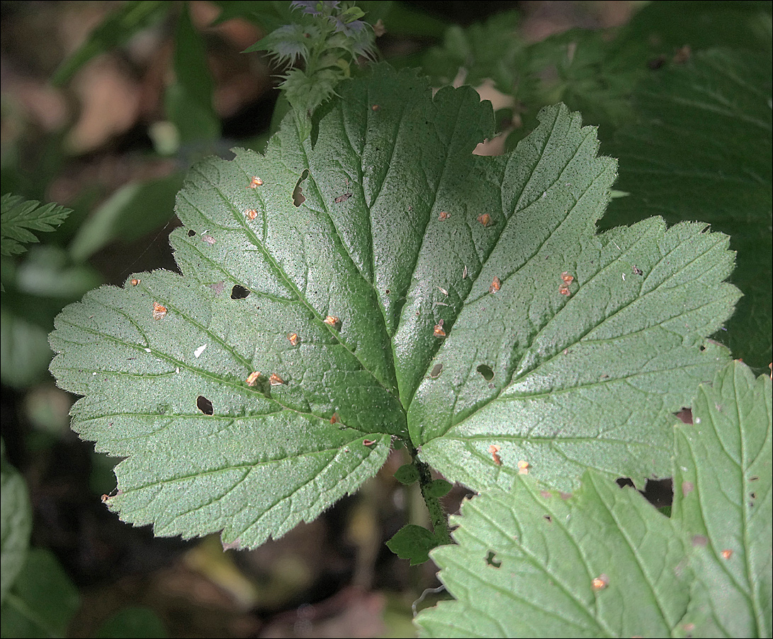 Image of Geum rivale specimen.