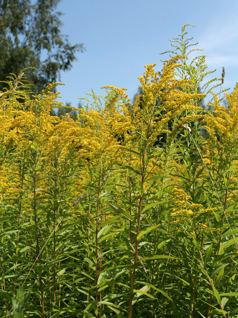 Image of Solidago canadensis specimen.