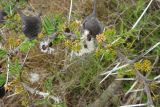 Vachellia drepanolobium