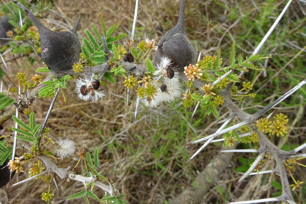 Image of Vachellia drepanolobium specimen.