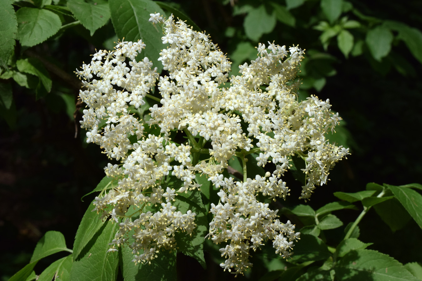 Image of Sambucus nigra specimen.