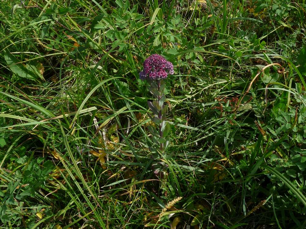 Изображение особи Hylotelephium triphyllum.