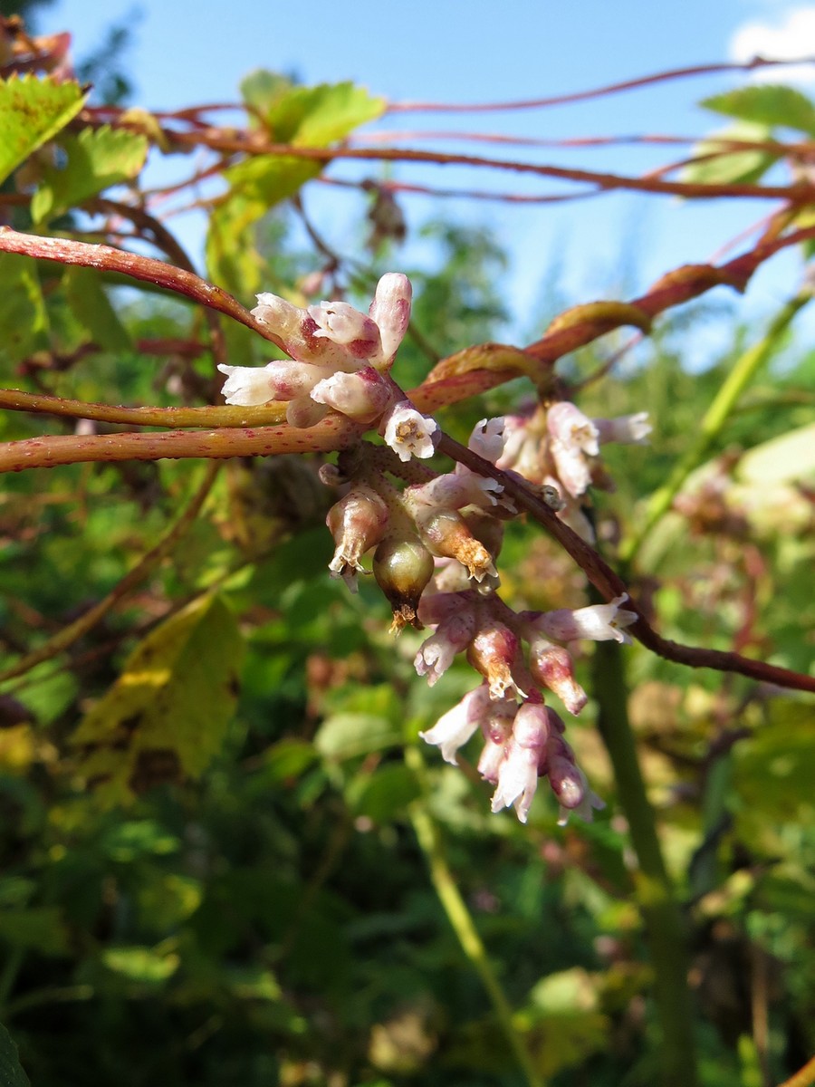 Изображение особи Cuscuta lupuliformis.