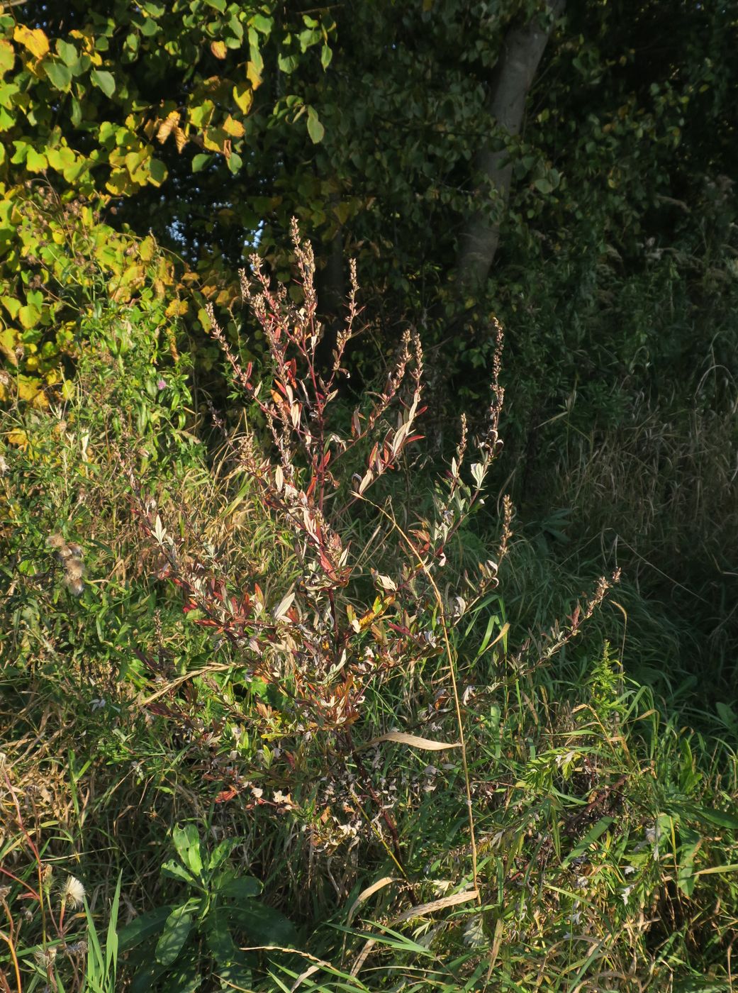 Изображение особи Artemisia vulgaris.