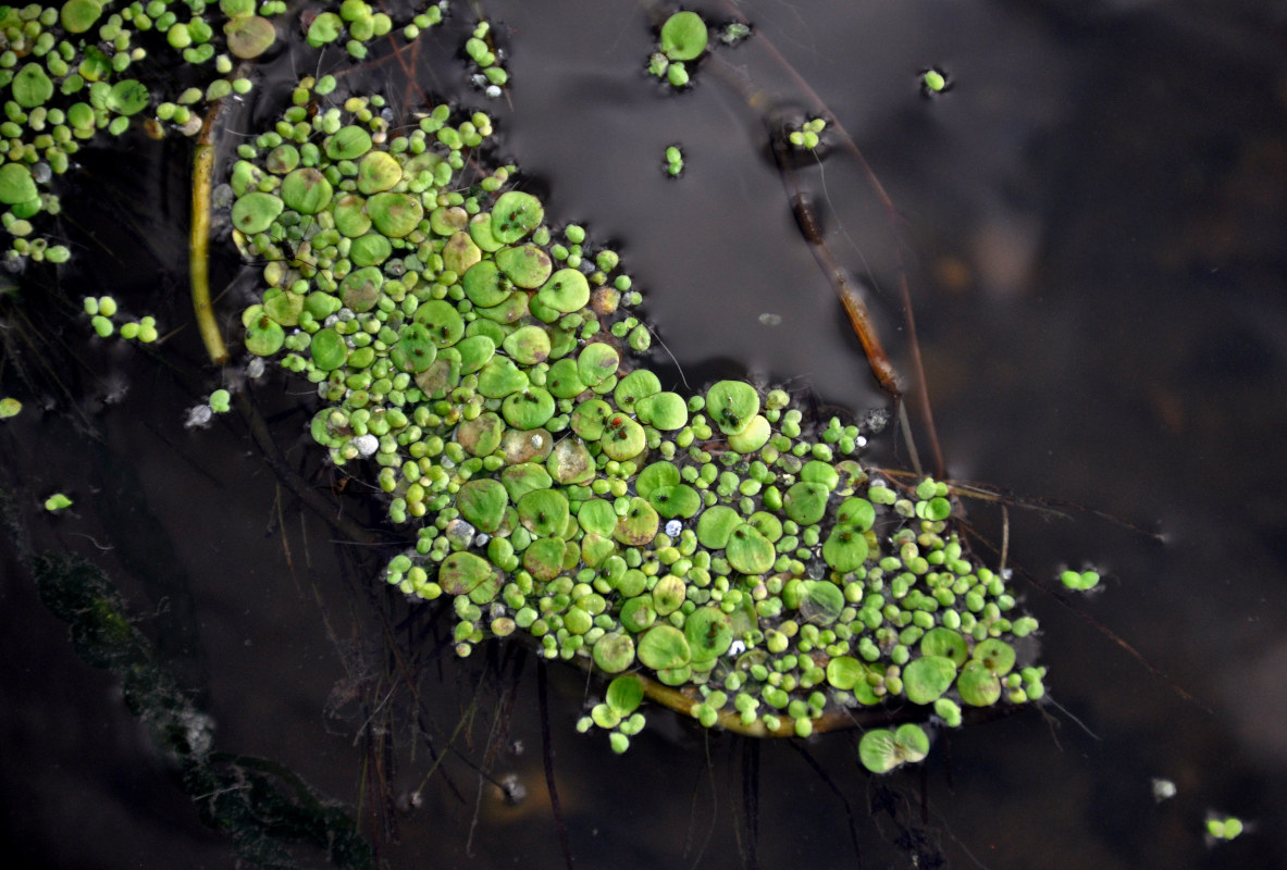 Image of Spirodela polyrhiza specimen.