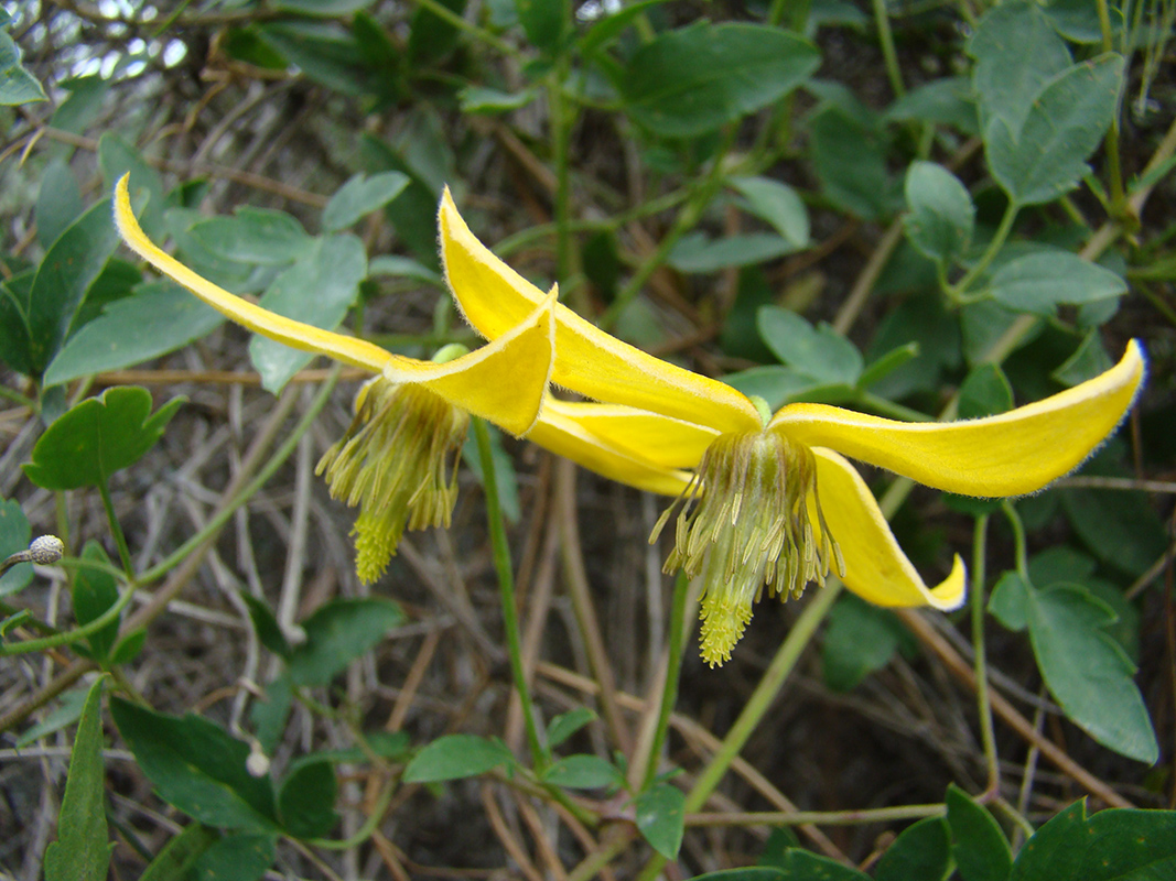 Изображение особи Clematis tangutica.