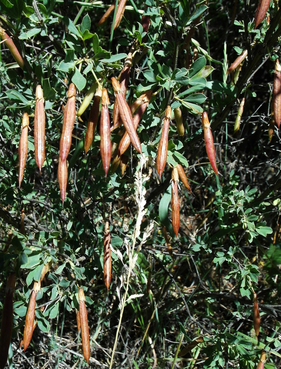 Image of Caragana frutex specimen.
