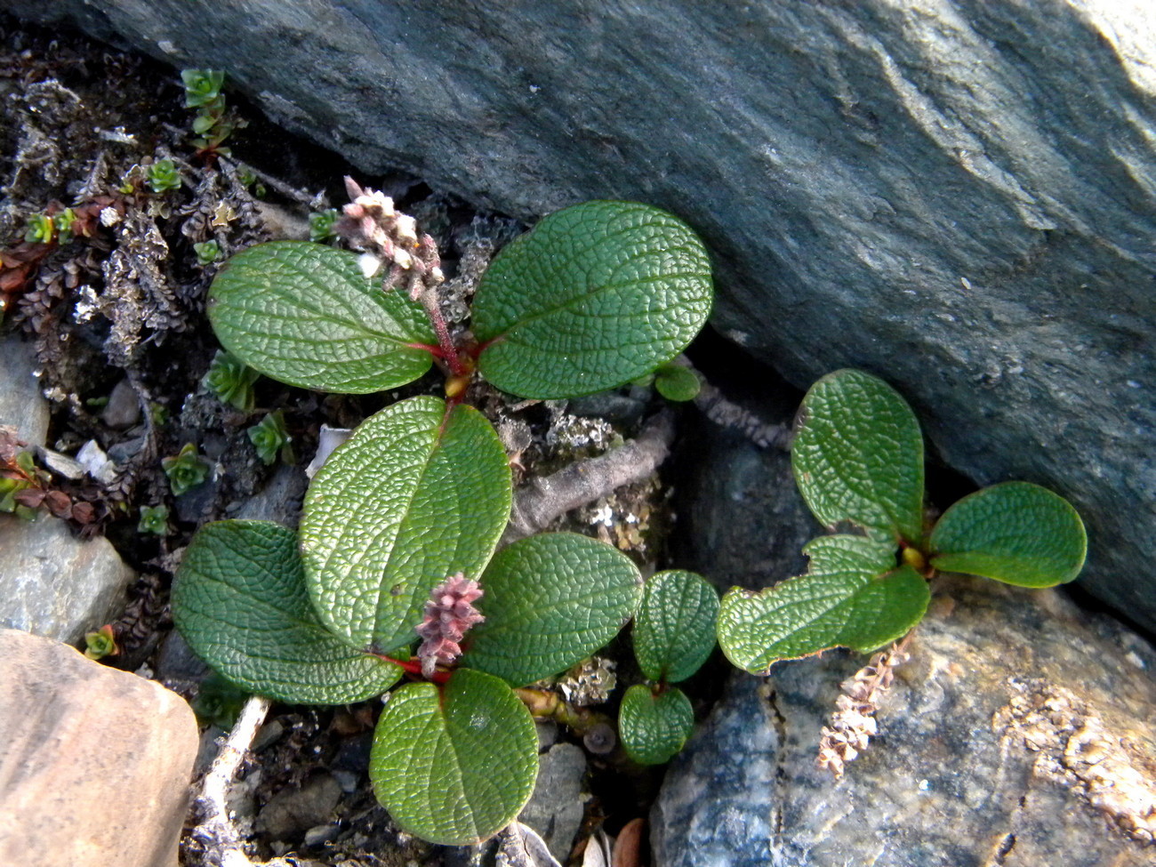 Image of Salix reticulata specimen.