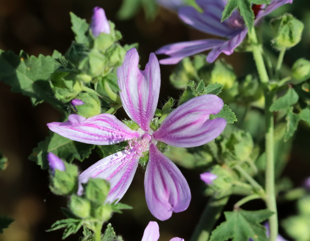 Image of Malva sylvestris specimen.