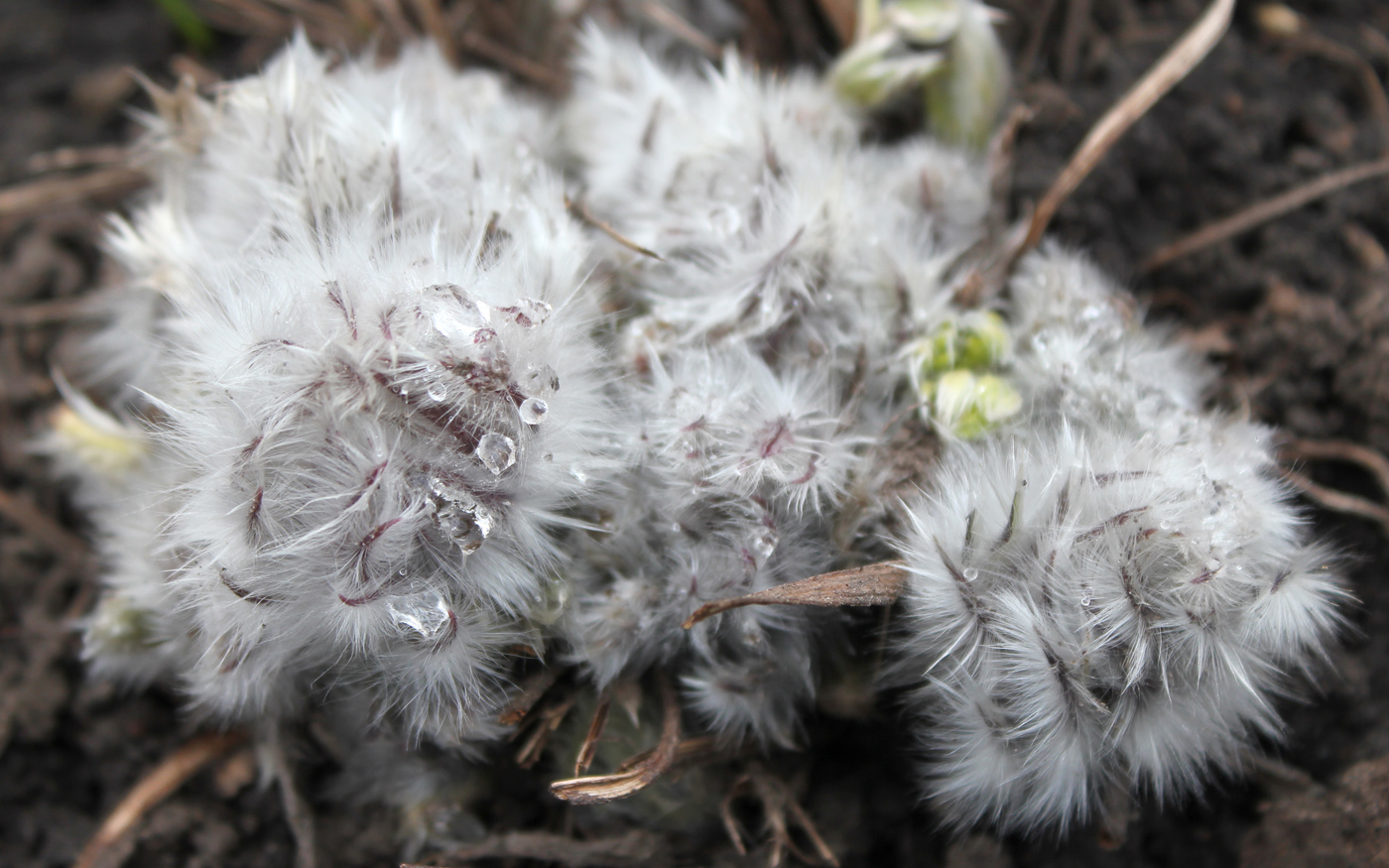 Image of Pulsatilla taurica specimen.