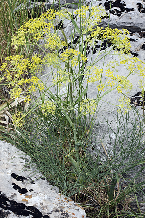 Изображение особи Ferula leucographa.