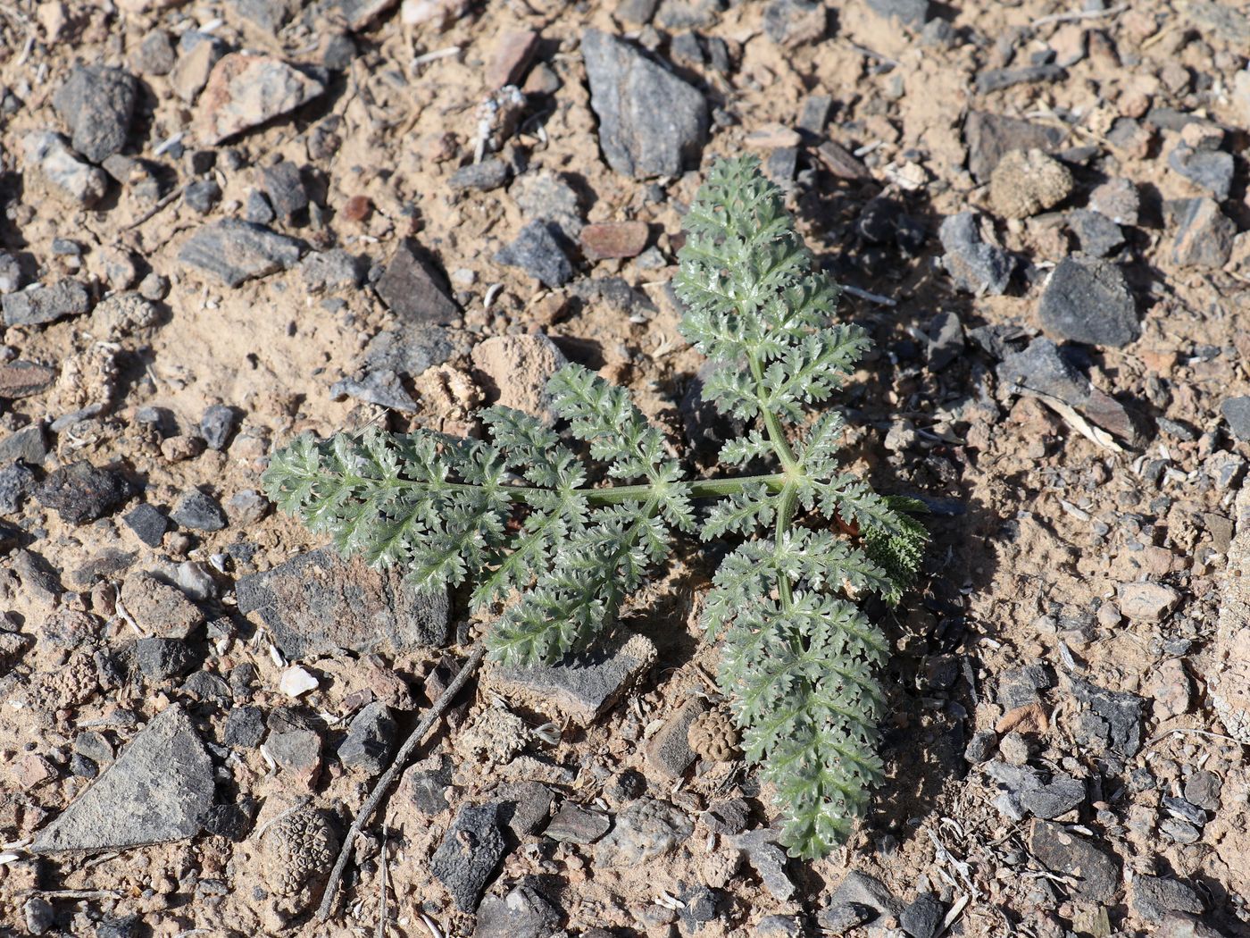 Image of Ferula kyzylkumica specimen.