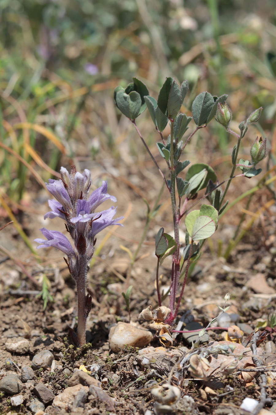 Image of genus Phelipanche specimen.