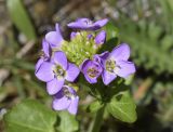 Cardamine raphanifolia