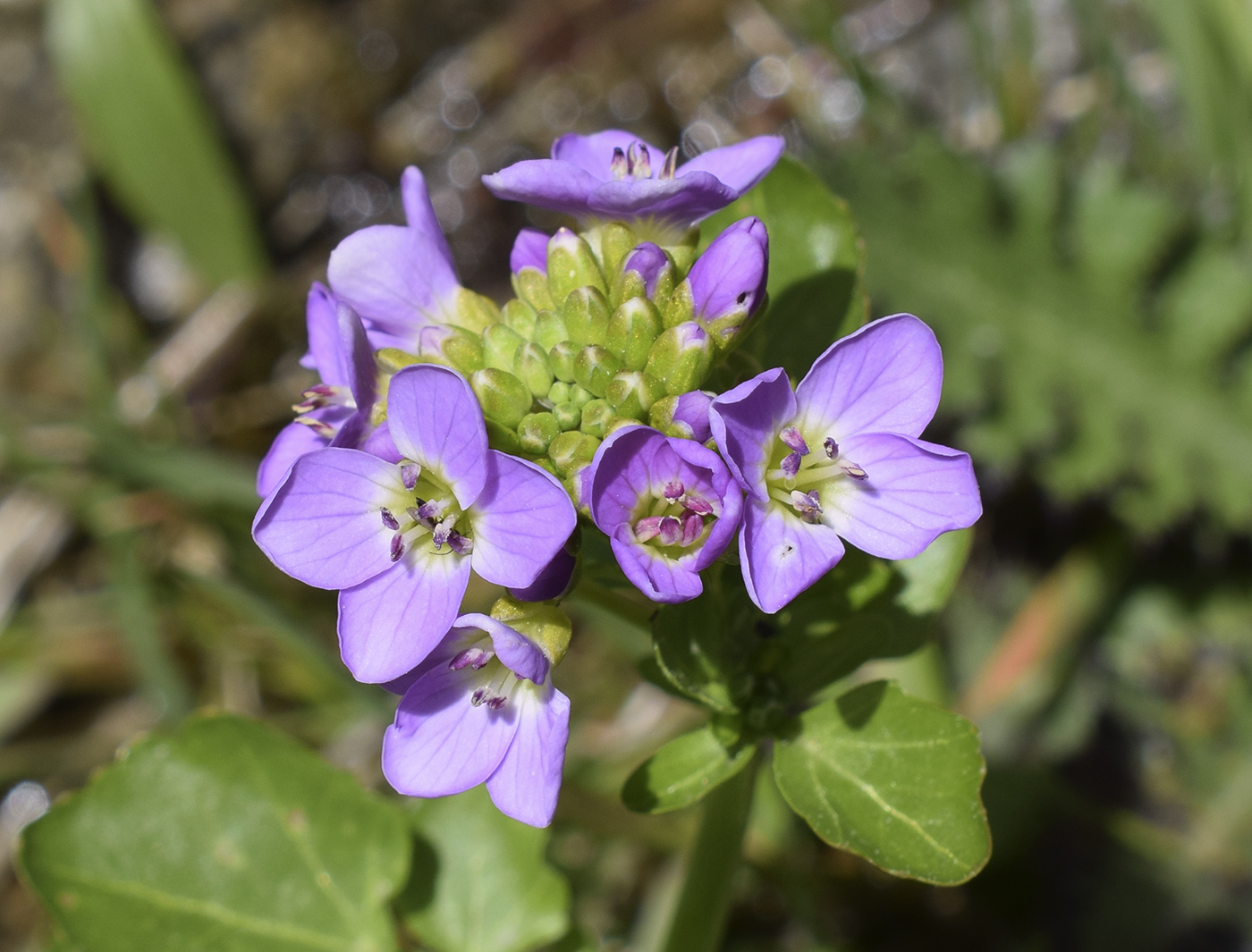 Image of Cardamine raphanifolia specimen.