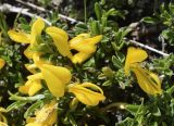 Genista pilosa