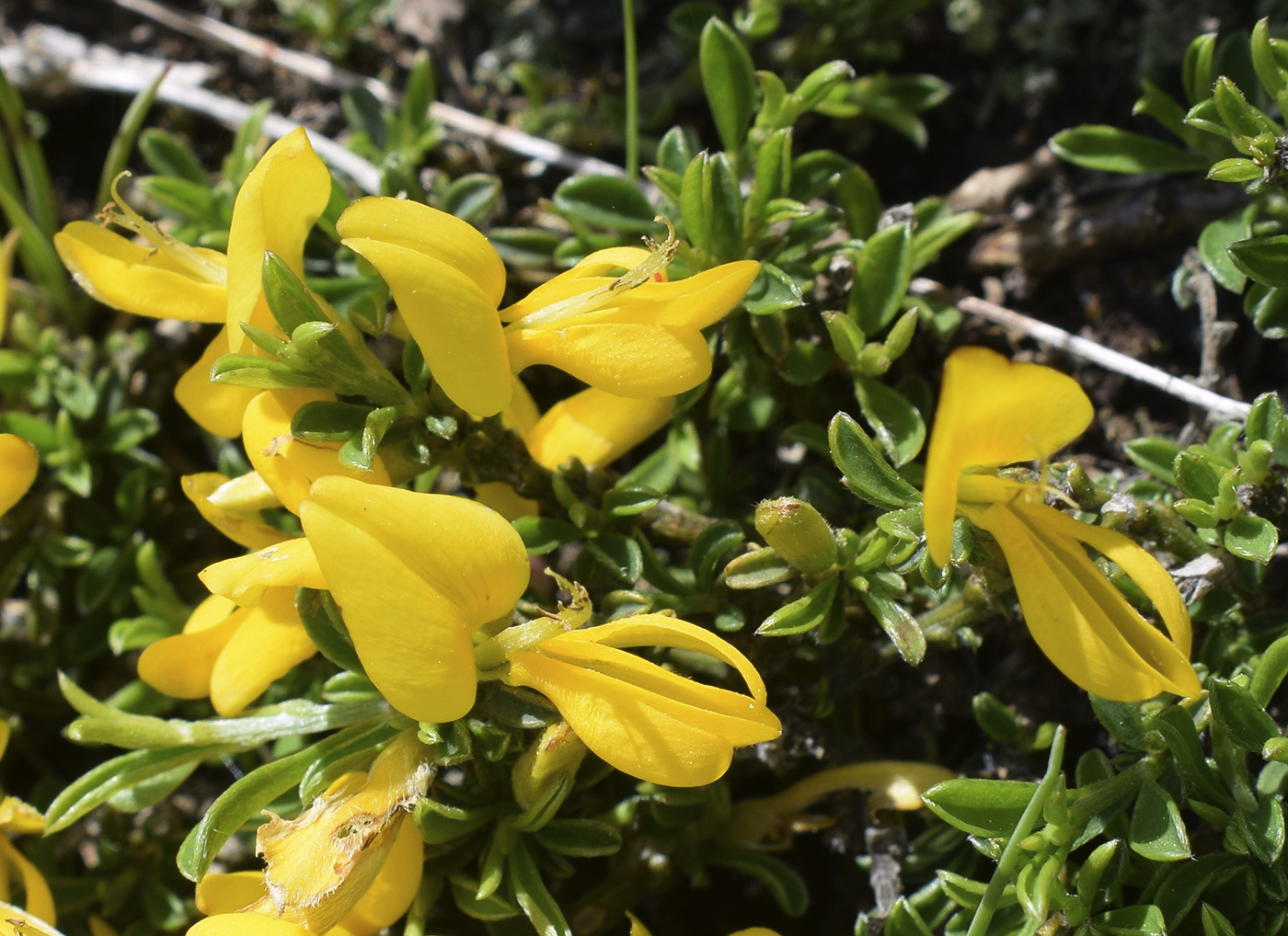 Изображение особи Genista pilosa.