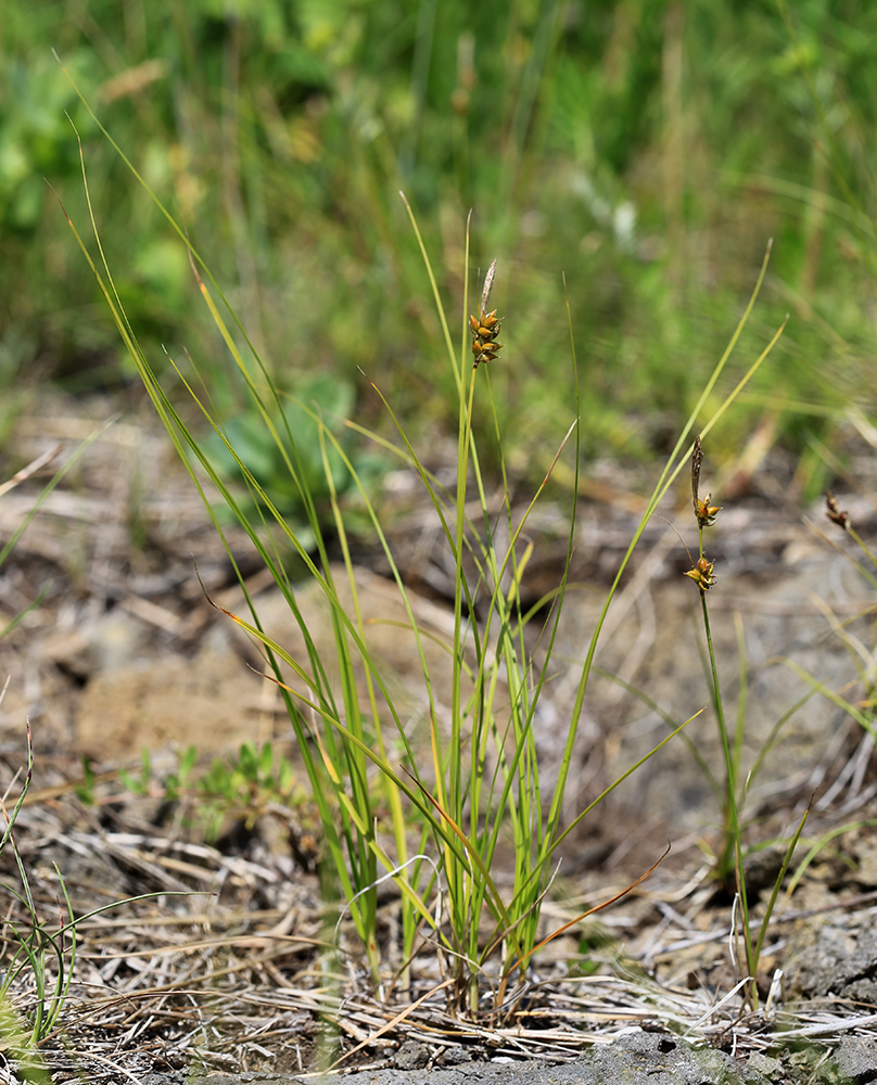 Image of Carex korshinskyi specimen.