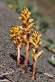 Orobanche alba subspecies xanthostigma. Цветущие растения (паразитируют на Salvia beckeri). Дагестан, Лакский р-н, окр. с. Шара, сланцевая осыпь. 22 июня 2021 г.