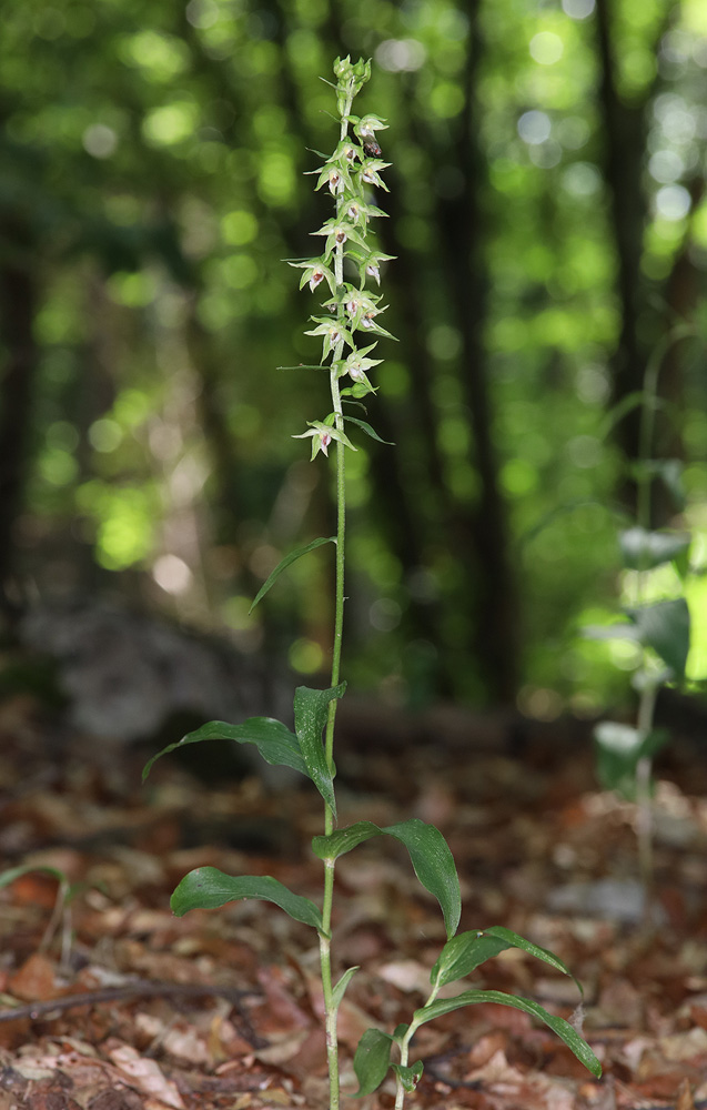 Изображение особи Epipactis muelleri.