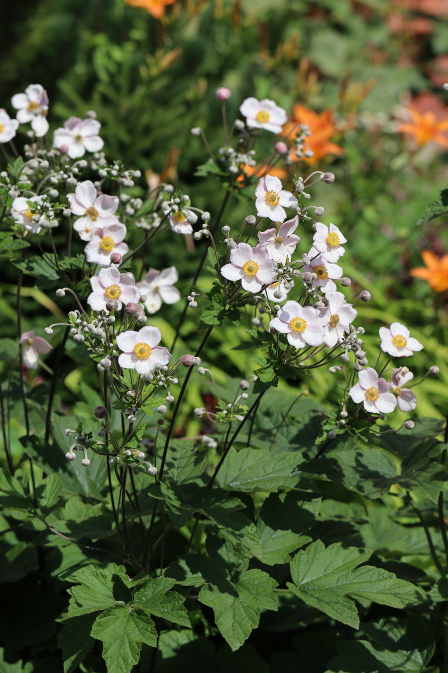 Изображение особи Anemone hupehensis.