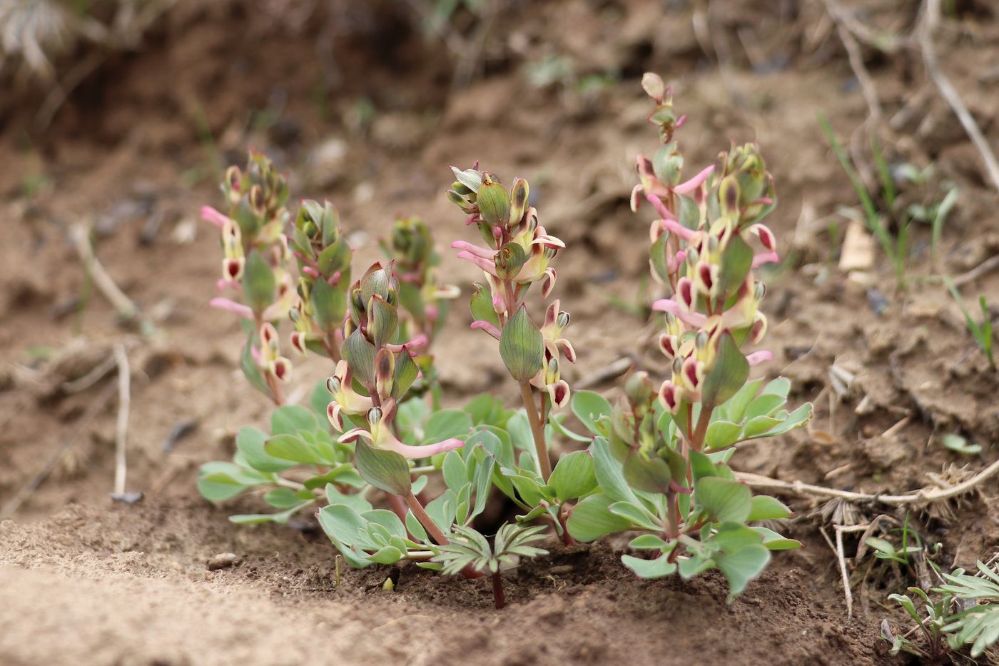 Изображение особи Corydalis ledebouriana.