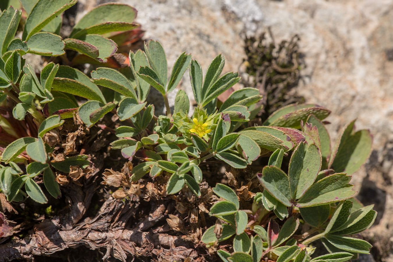 Image of Sibbaldia parviflora specimen.