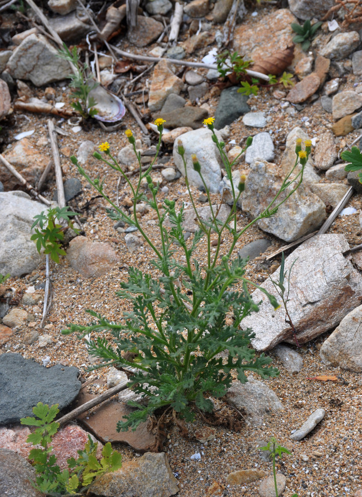 Image of Senecio viscosus specimen.