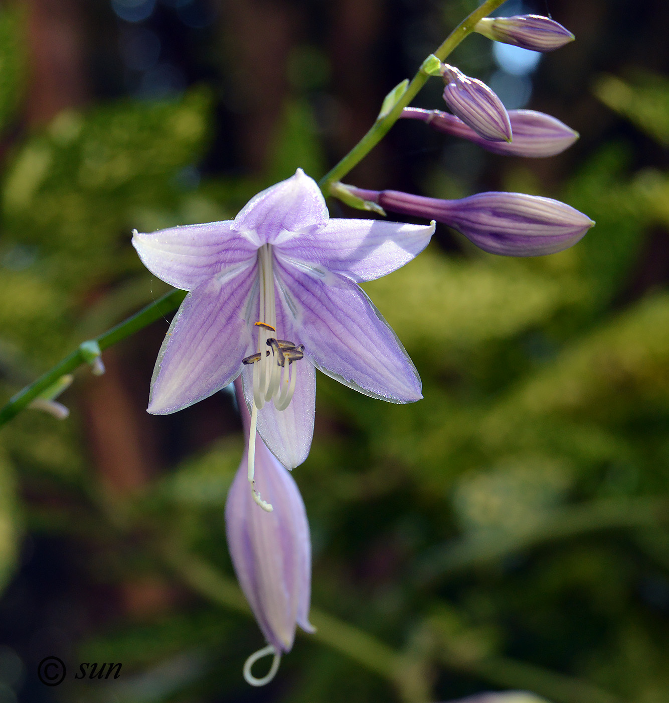 Изображение особи Hosta fortunei.