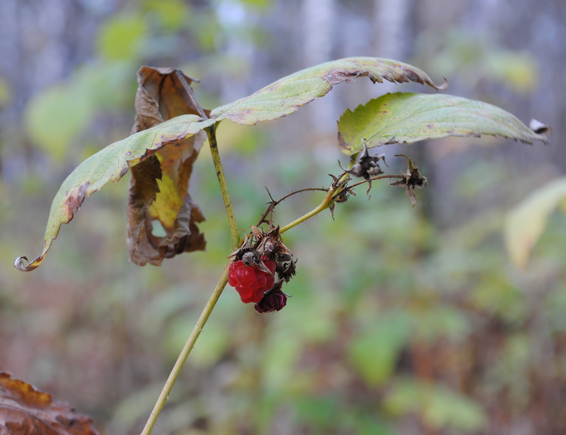 Изображение особи Rubus idaeus.