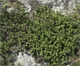 Sedum sexangulare