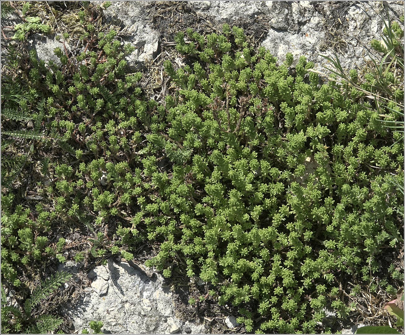 Image of Sedum sexangulare specimen.