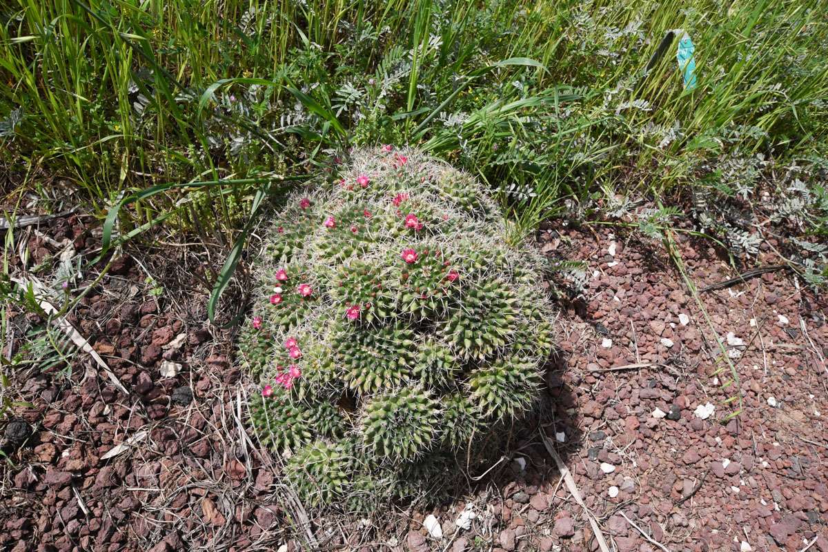 Изображение особи Mammillaria compressa.