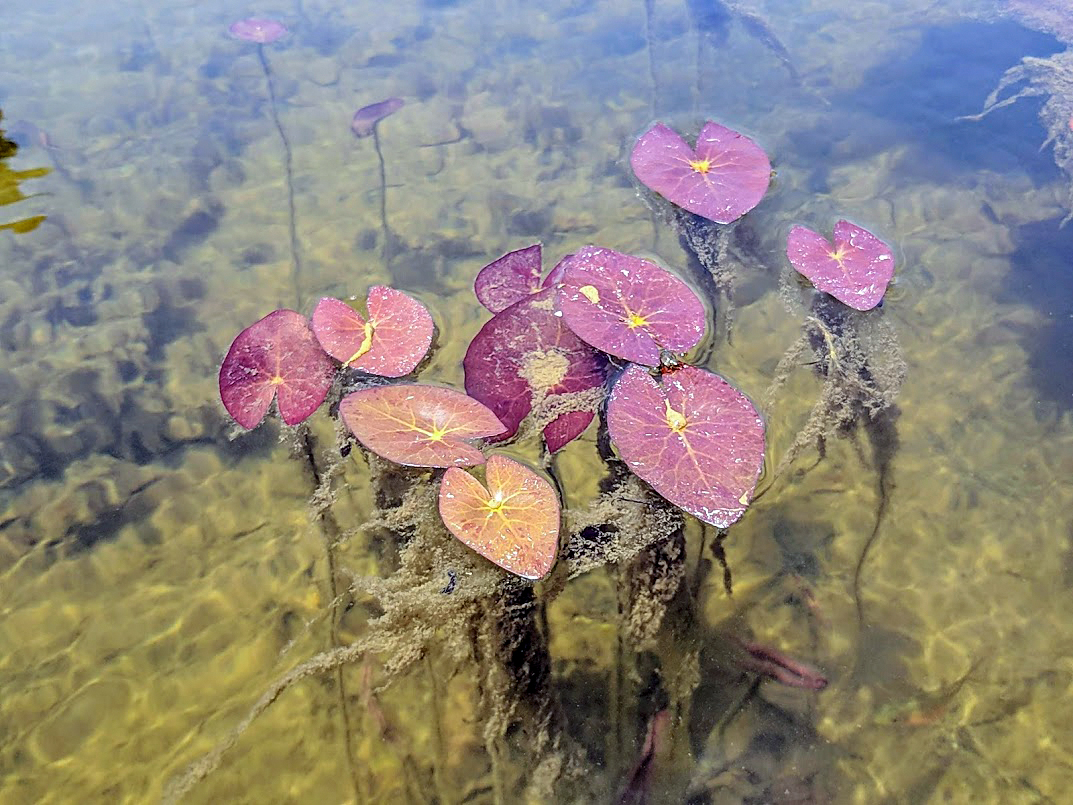 Image of Nymphaea odorata specimen.