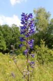 Delphinium cuneatum