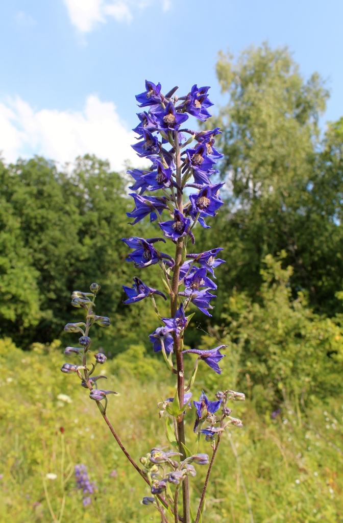 Image of Delphinium cuneatum specimen.