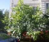 Juglans regia